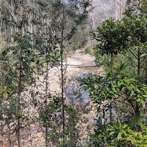 Lake Creek Campground - Wadbilliga Nat Park NSW