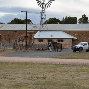 Bungaree