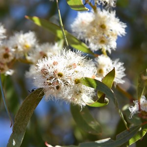 Gluepot Reserve