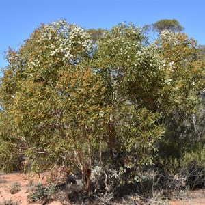 Gluepot Reserve