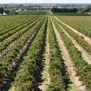 Renmark Irrigation District