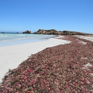 Fresh seaweed not on the nose