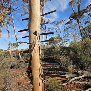 File Tree