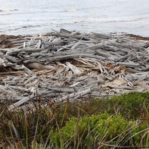 Drift wood washed into the river mouth