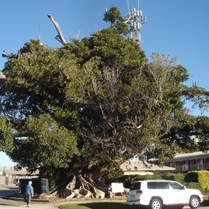 Burke and Wills Morton Bat Fig Tree