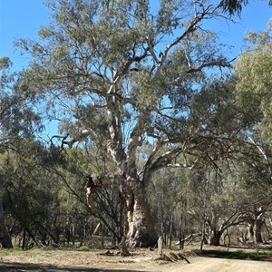 Burke & Wills Camp 34A.