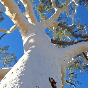 Ghost Gum