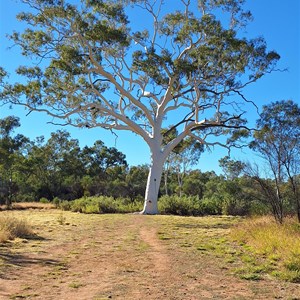 Ghost Gum