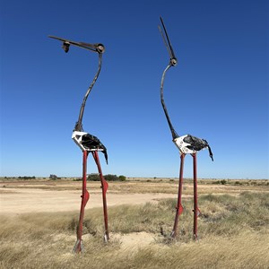 Jabiru