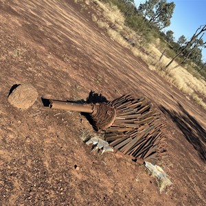 Echidna