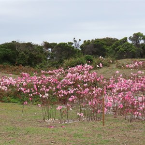 Naked ladies in March 2026