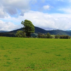 Ringarooma is surrounded by lush dairy country