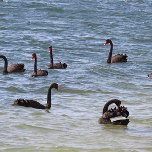 Swans by the shore