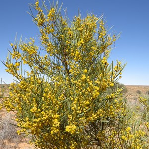 September 2015 wattle