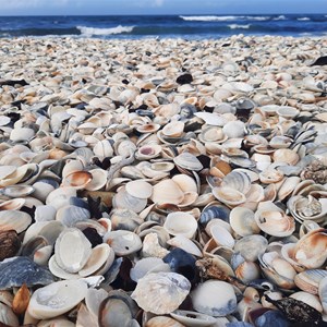 Shell level view