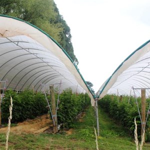 Raspberries are cultivated under the cover of mesh covers.