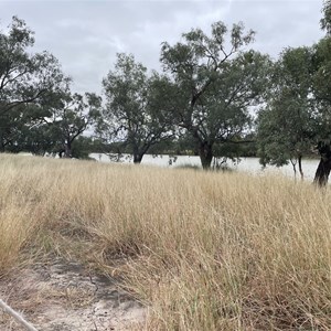 Camooweal Billabong Camp Area #2