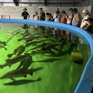 Barramundi Centre