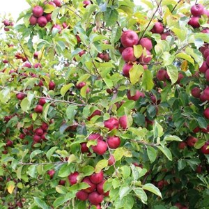 Apples near Huonville ready to harvest
