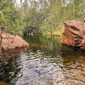 Ferny Gully