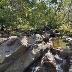 Ferny Gully