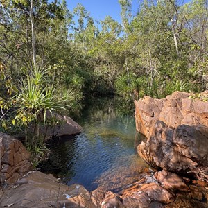 Ferny Gully