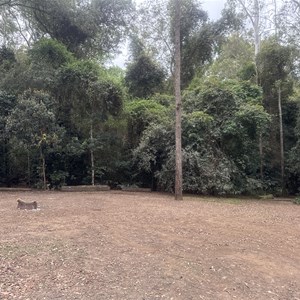 Booloumba Creek 4 Camping