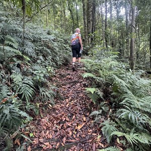 Araucaria Falls