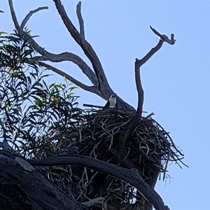 Big Nest Sea Eagles