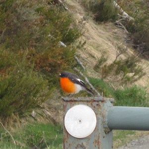 Flame Robin on gatepost