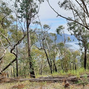 Mitchells Track - Howqua