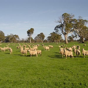 Thurles is renowned for its fine wool.