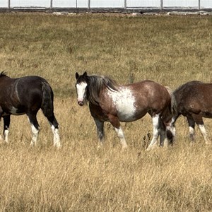 Almost Heaven Clydesdales