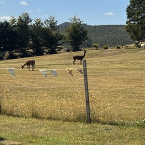 $5 Paddock Camp