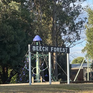 Beech Forest