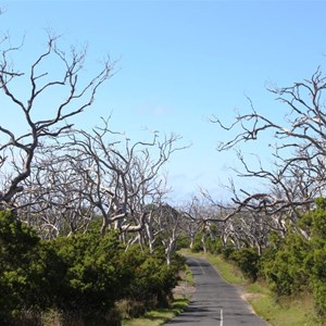 The road to the lighthouse 