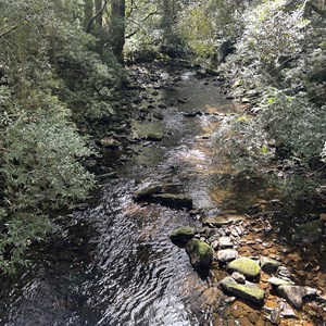 Nelson Falls Track