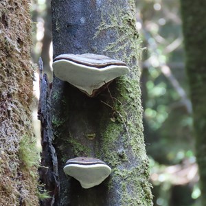 Fungi in the forest