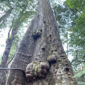 Tolkien Grove