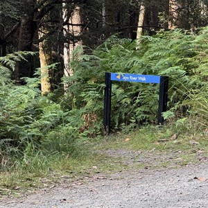 Styx Tall Tree Reserve