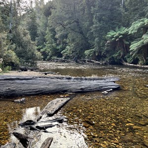 Styx Tall Tree Reserve