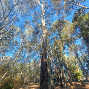 Douglas scrub camp