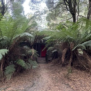 Melba Gully (Madsen Track) Nature Walk