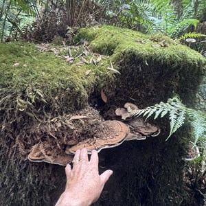 Melba Gully (Madsen Track) Nature Walk