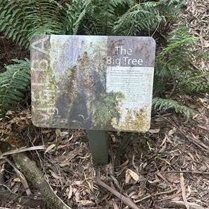 The Big Tree Lookout