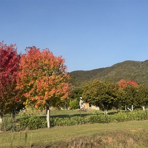Wandiligong