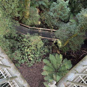 Rainforest Gallery walk