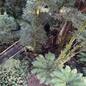 Elevated Lookout