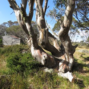 Pretty Valley Hut amid the snowgums