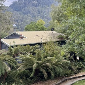 Bogong